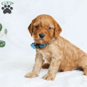 Miles F1b, Cavapoo Puppy